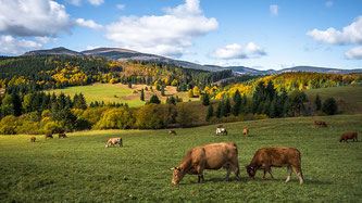 Kühe Weide Herbst