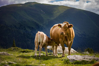 Kuh mit Kalb in den Bergen