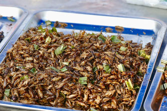 Insekten essen Ernährung