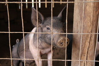 Schwein hinter Gittern