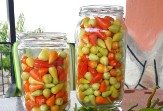 Frische Paprika in Gläsern