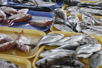 Frischer Fisch am Markt