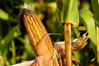 Maiskolben bei der Ernte