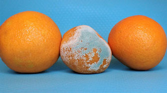Orangen schimmlig