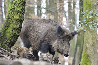 Wildschwein mit kleinen Ferkeln im Wald