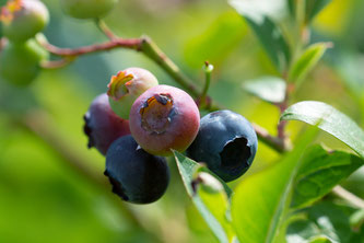Heidelbeeren am Strauch
