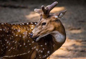 Junger Hirsch