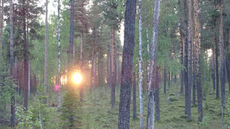 Bild: Spaziergang im Muddus Nationalpark