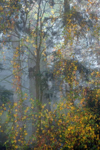Claudia Buchenauer, Heilpraktikerin, Homöopathie in Darmstadt. Fortbildung. Darmnosoden, Darmsanierung, Magen-Darm, Zwischenmittel, Nosoden