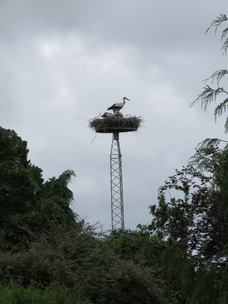 Auf diesem Gittermast ziehen "Kjeld" und "Yvonne" 2020 drei Jungstörche groß. 14.7.2020