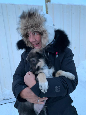 Alaskahusky ein zukünftiger Schlittenhund aus einer Zucht in Kirkenes.