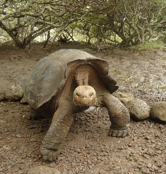 Riesenschildkröte Galapagos