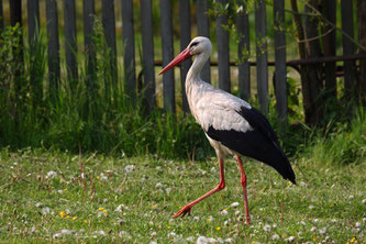Weißstorch - Foto: NABU/Frank Derer