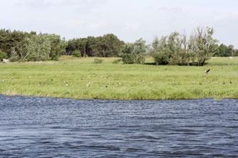 EU Wiederherstellungsverordnung Artenschutz Klimaschutz Naturschutz Flüsse Auen Ökosysteme NABU Düren