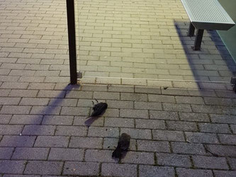 Zwei tödlich verunglückte Amseln an einer Bushaltestelle. Foto: NABU Leipzig