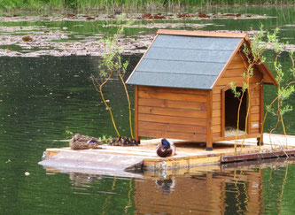 Schon bald nutzten die ersten gefiederten Besucher die Insel, sie diente bereits einem Teichhuhn als Brutplatz und Enten nutzen sie als Ruheplatz. Foto: NABU Leipzig