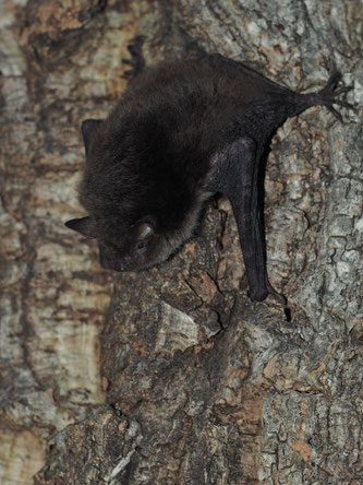 In Baumhöhlen lebende Tiere werden leider oft übersehen, in den meisten Fällen wird vor Baumfällungen nicht einmal nach ihnen gesucht. Foto: Michael Kulick