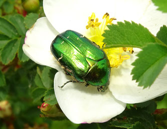 Gemeiner Rosenkäfer. Foto: Beatrice Jeschke