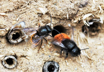 Die Gehörnte Mauerbiene bei der Paarung. Das Männchen ist etwas kleiner als das Weibchen. Foto:  Klaus Duehr/naturgucker.de