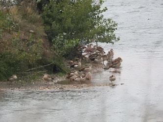 Zahlreiche Nilgänse verteilten sich am Ufer des Kiessandtagebaus. Foto: Beatrice Jeschke