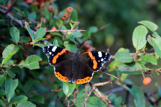 Der Admiral wurde beim Insektensommer 2019 im Vergleich zum Vorjahr deutlich häufiger gesehen. Foto: Ina Ebert