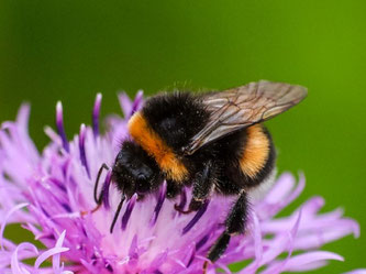 Erdhummel. Foto: NABU/Kathy Büscher