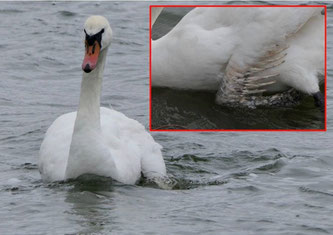 Anwohner hatten beobachtet, dass der Schwan durch eine alte Verletzung stark beeinträchtigt war. 