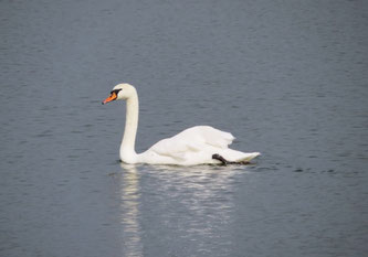 Auf ihrem heimatlichen See lebt "Swanhild" nach der Therapie wieder in Freiheit. Foto: NABU Leipzig