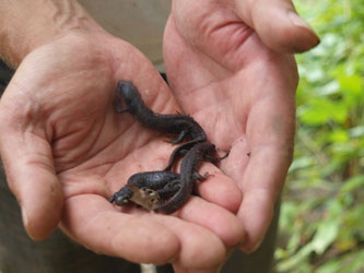 Der Kammmolch ist eine streng geschützte Art. Die Papitzer Lachen dienen als Fortpflanzungsgewässer, was im Rahmen eines Molchmonitorings beobachtet wird. Symbolfoto: NABU/Naturtäter