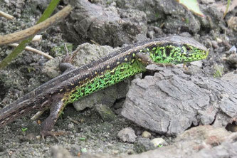 Die Zauneidechse und ihre Lebensräume sind nach EU-Recht streng geschützt. Das wurde bei den Planungen für die Parkstadt Dösen nicht berücksichtigt. Symbolfoto: NABU Leipzig