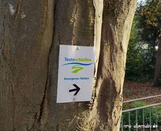 Ein Wanderhinweis der Teutoschleifen an einem Baum. Darunter ein Pfeil nach rechts.