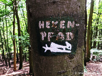 Ein brauner Waldweg, umstanden von grünen Bäumen.