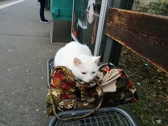 U Bahnkatze Sindbad Aus Niederursel Ffm Journal Das Frankfurt Magazin
