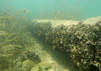 Filter und Wärmetauscher können Infrastrukturanlagen vor sich festsetzenden Muscheln schützen (Foto: Eawag, Linda Haltiner)