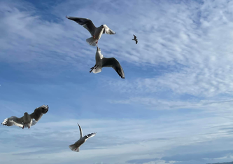 Möwen kennen seit Jahrzehnten keine gefrorene Seen mehr, wegen dem Klimawandel. Lachmöwen über dem Zürichsee von Urs Heinz Aerni
