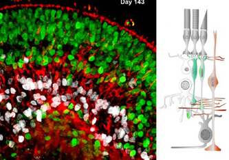 Der Querschnitt durch einen Teil eines Retina-Organoids (links) zeigt in derselben Orientierung wie in der Skizze die Zelltypen und Struktur der Netzhaut von Wirbeltieren (rechts). MPI für molekulare Biomedizin / Yotam Menuchin-Lasowski