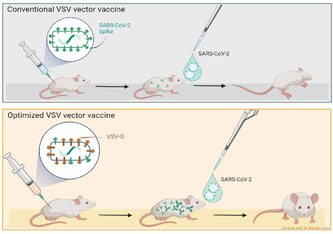 Infografik : mit diesem optimierten Impfstoff waren die immunisierten Mäuse vor einer nasalen Infektion mit einer tödlichen Dosis von SARS-CoV-2 vollständig und teilweise auch vor der Delta-Variante des SARS-CoV-2 geschützt.
