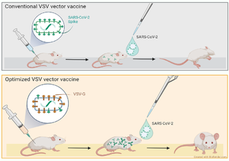 Infografik : mit diesem optimierten Impfstoff waren die immunisierten Mäuse vor einer nasalen Infektion mit einer tödlichen Dosis von SARS-CoV-2 vollständig und teilweise auch vor der Delta-Variante des SARS-CoV-2 geschützt. 