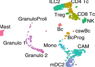 Verschiedene Arten weißer Blutkörperchen, die in der äußeren Hirnhaut von Mäusen vorkommen. Wissenschaftler analysierten hier bei rund 3000 Zellen, welche Gene in jeder einzelnen Zelle aktiv sind und identifizierten so 19 Zelltypen. Schafflick D, Wolbert