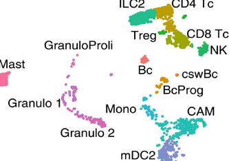 Verschiedene Arten weißer Blutkörperchen, die in der äußeren Hirnhaut von Mäusen vorkommen. Wissenschaftler analysierten hier bei rund 3000 Zellen, welche Gene in jeder einzelnen Zelle aktiv sind und identifizierten so 19 Zelltypen. Schafflick D, Wolbert 