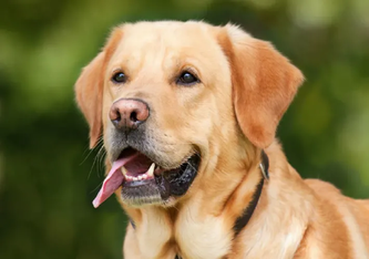 In Berge musste gestern ein Labrador aus einem überhitzten Auto gerettet werden. (Bildquelle: Chiemsee2016 (CC0) )