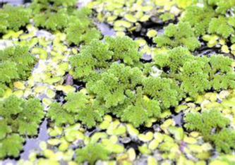 Algenfarn (Azolla caroliniana