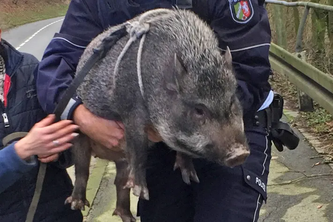 Hängebauchschwein Ursel (Bildquelle: Kreispolizeibehörde Märkischer Kreis)