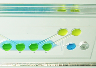 Kopfüber: Im Plazenta-Embryo-Chip werden eine Plazenta-Schranke auf einer porösen Membran und ein Embryonalgewebe in einem Tropfen (grün) zusammen kultiviert Bild: ETH Zürich / Julia B
