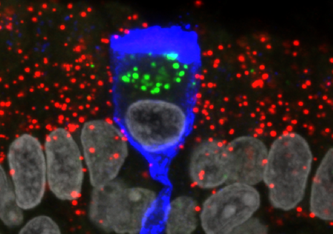 MP-Forschungsstelle f. Neurogenetik/ Mona Khan Das Coronavirus scheint keine Nervenzellen im Riechepithel und im Riechkolben zu infizieren