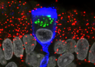 MP-Forschungsstelle f. Neurogenetik/ Mona Khan  Das Coronavirus scheint keine Nervenzellen im Riechepithel und im Riechkolben zu infizieren