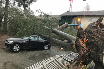 Von einem umgestürzten Baum getroffenes Auto in Dagmersellen (Bildquelle: Luzerner Polizei)