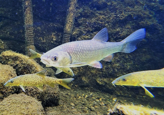 Barben (Barbus barbus) und Döbel (Squalius cephalus) wurden in der Studie als repräsentative Arten für Fischgemeinschaften in Schweizer Flüssen untersucht (Foto: M. Franco, Eawag).