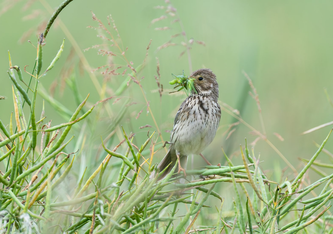Goldammer mit Futter für die Jungen (Foto: Lucas Lombardo - BirdLife)