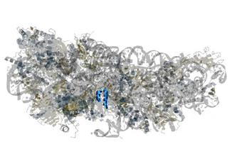 Struktur des SARS-CoV-2-Proteins NSP1 (blau) im Komplex mit einem Wirts-Ribosom (grau). NSP1 blockiert das Ablesen von Wirts-mRNA in vom Virus befallenen Zellen. Seán O'Donoghue Garvan Institute of Medical Informatics